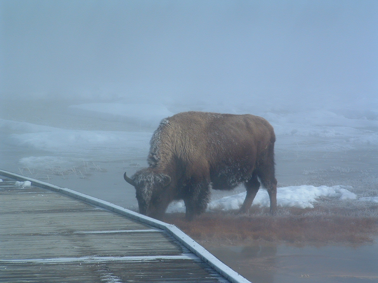 yellowstone