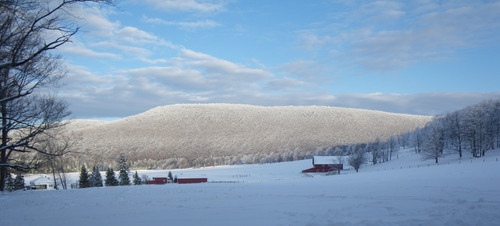 White Grass